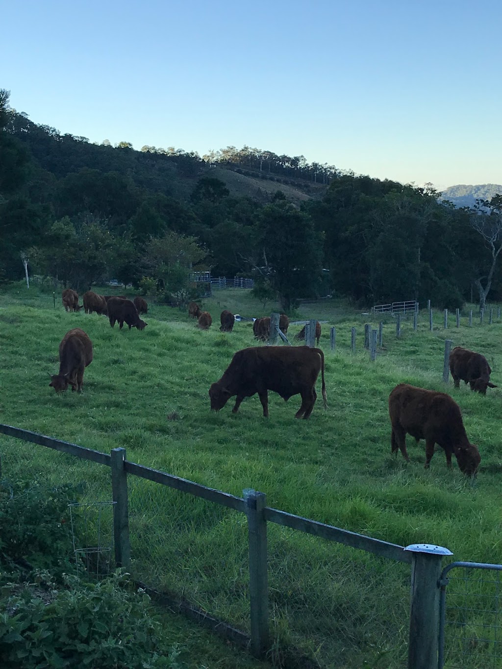 Jandarra Farm | 264 Petsch Creek Rd, Tallebudgera Valley QLD 4228, Australia | Phone: 0410 552 025