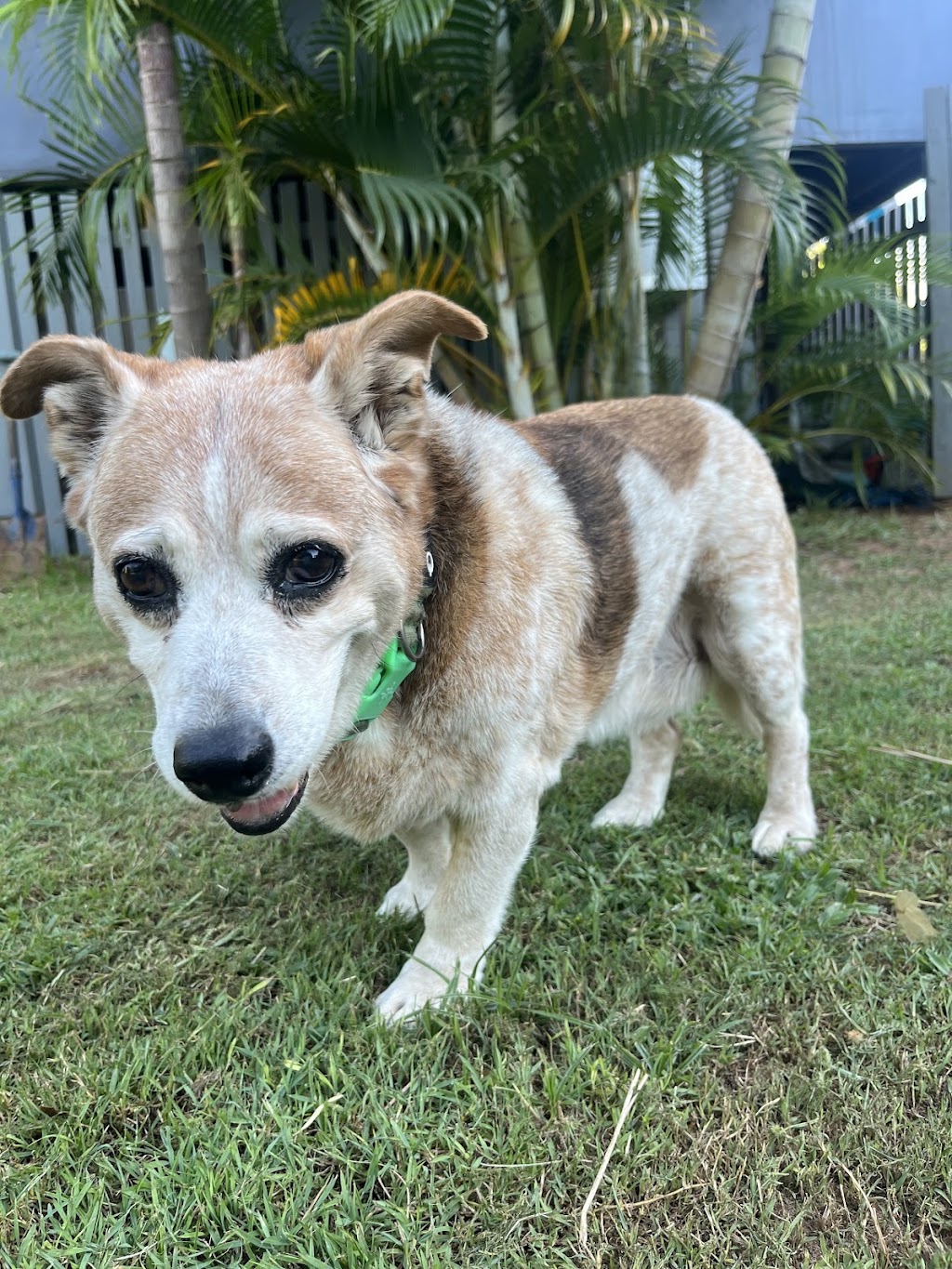 North Straddie Pet Sitting | 37 Finnegan St, Dunwich QLD 4183, Australia | Phone: 0409 418 378