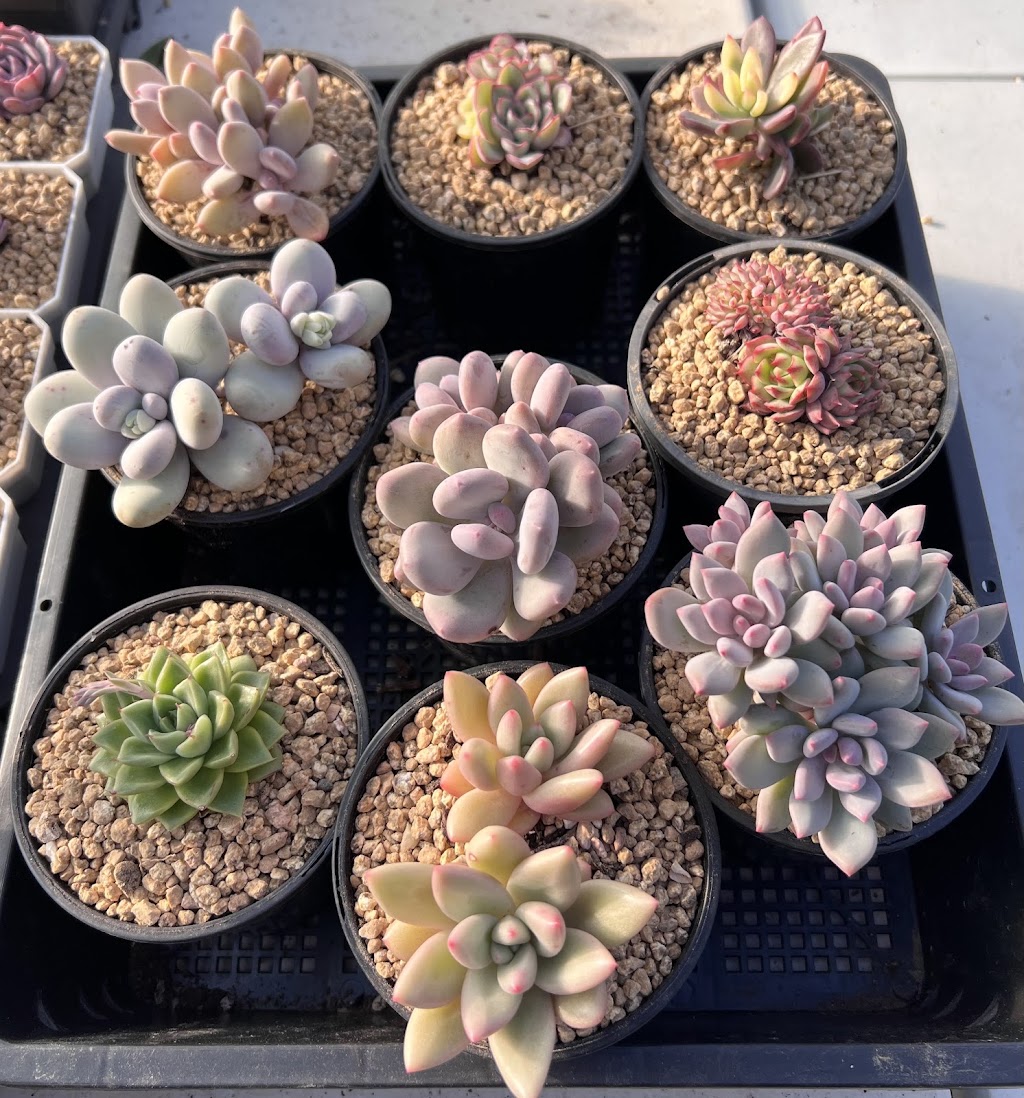RNT SUCCULENTS | 8 Coulson Rd, Monbulk VIC 3029, Australia | Phone: 0405 508 998