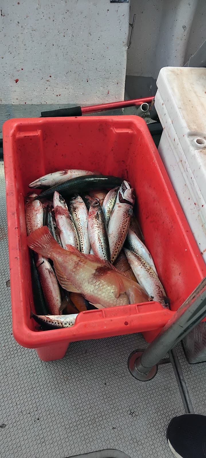 Tasmania Double Hook Fishing Charters | Jetty Rd, Port Arthur TAS 7182, Australia | Phone: 0457 138 166