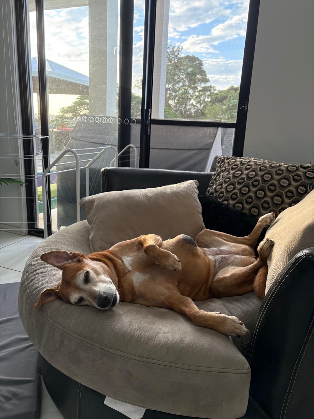 Paw-some Dog Care | Warrego Pl, Terranora NSW 2486, Australia | Phone: 0493 175 455