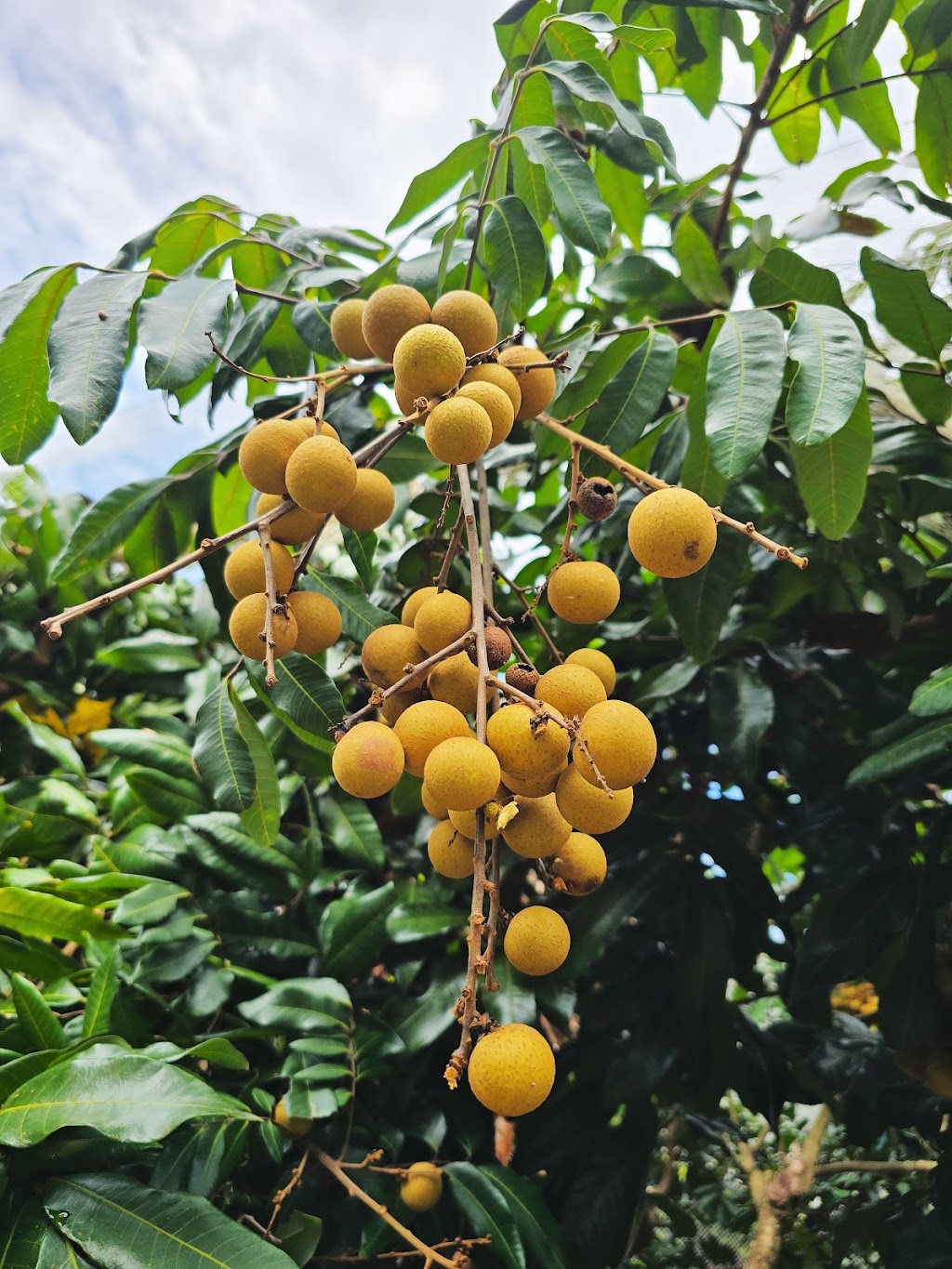 The Longan Farm | 359 Raynbird Rd, Narangba QLD 4504, Australia | Phone: 0482 978 053