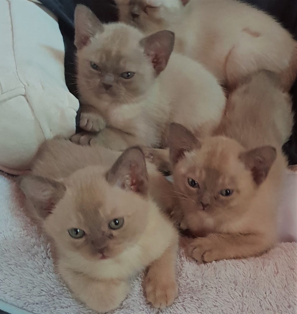 Warbo Burmese Kittens For Sale Cattery | veterinary care | 3119 Beechmont Rd, Witheren QLD 4275, Australia | 0411863880 OR +61 411 863 880