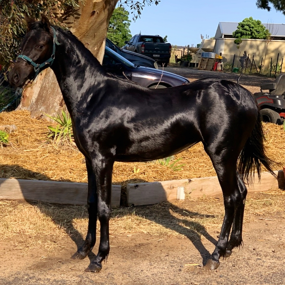 Allenmore Stud. Riding Ponies & Thoroughbreds | Yarrock Rd, Kaniva VIC 3419, Australia | Phone: (03) 5392 2551