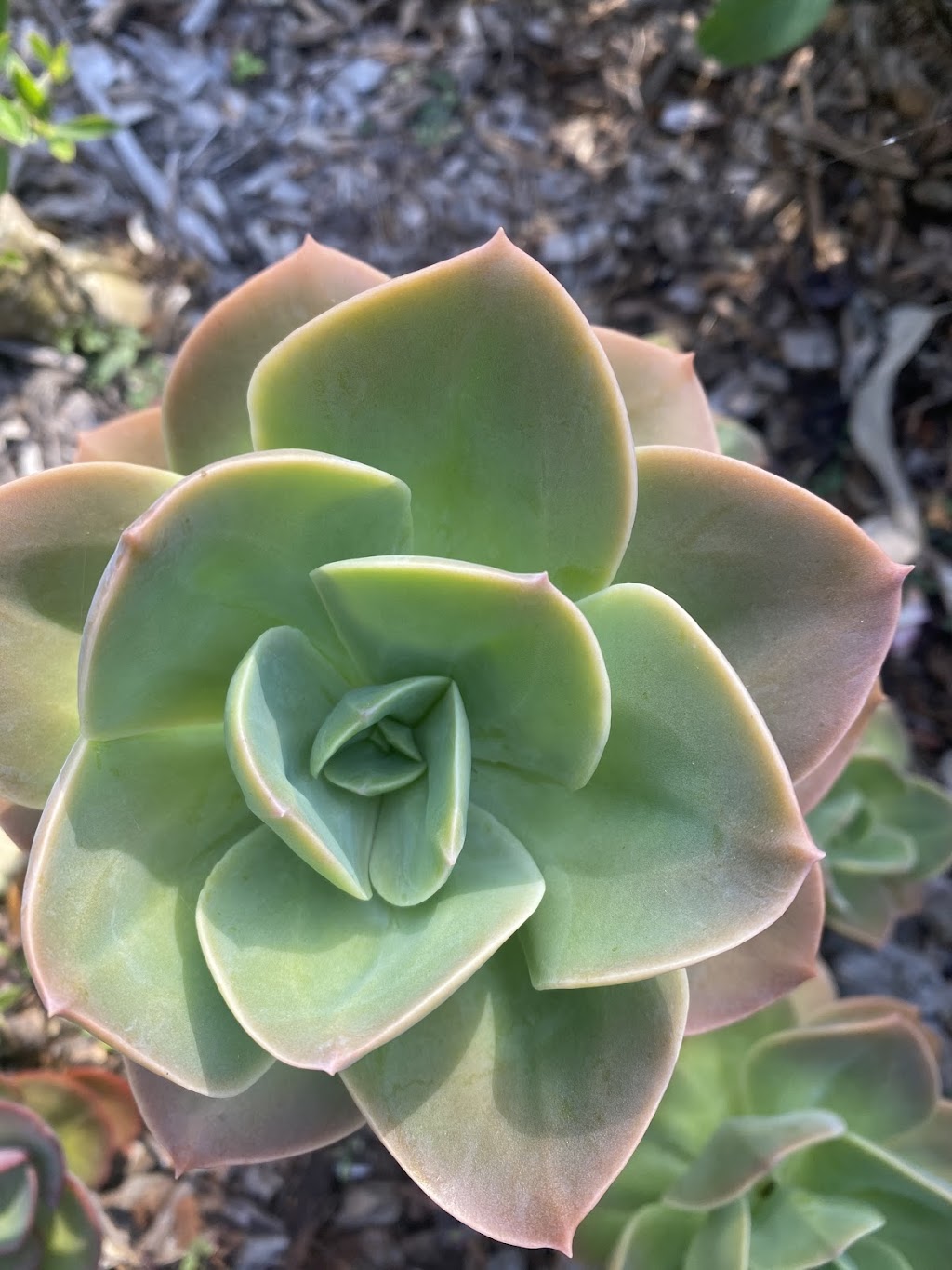 ISLAND HORTICULTURE ACPS | 12 Cooee Cres, Macleay Island QLD 4184, Australia | Phone: (07) 3409 4152