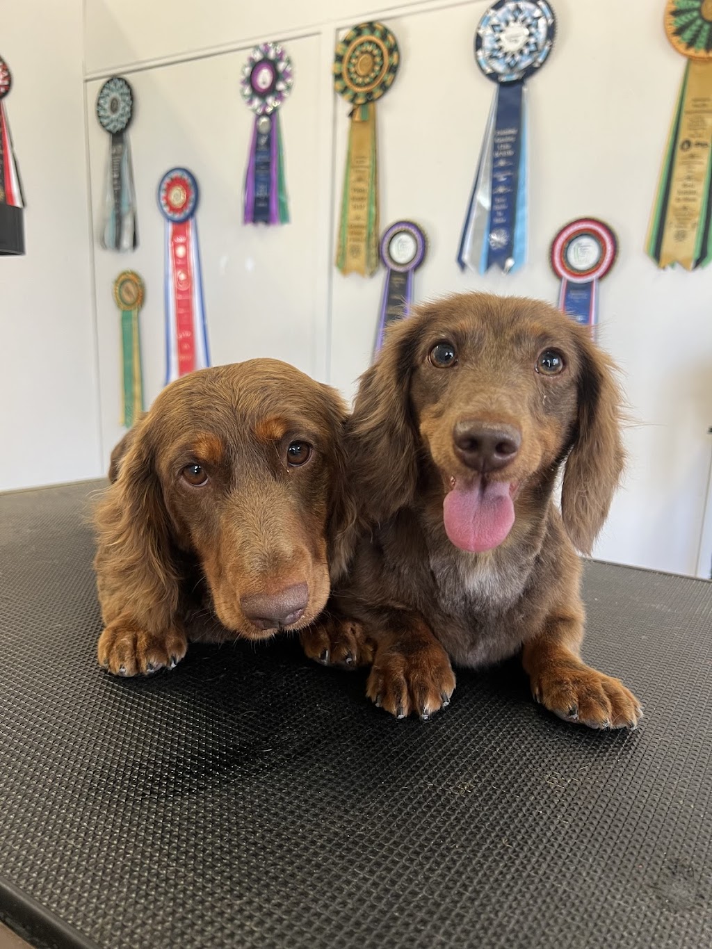 The Luxe Dog Grooming Salon | Remembrance Dr, Bargo NSW 2574, Australia | Phone: 0494 312 070