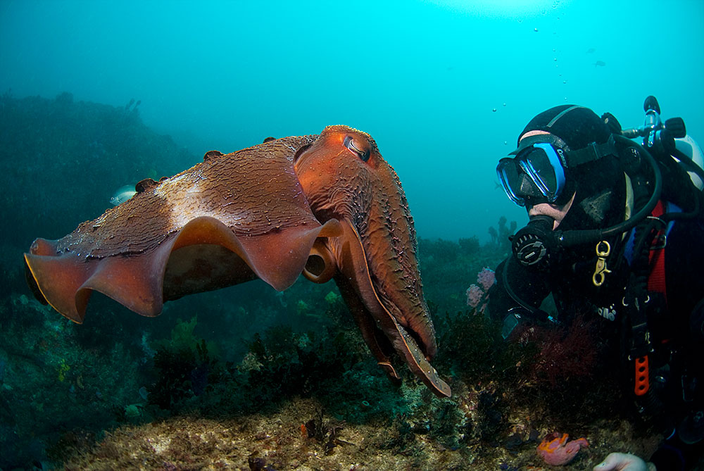 South Coast Underwater Diving Academy SCUDA | travel agency | 150 Princes Hwy, Ulladulla NSW 2539, Australia | 0413327163 OR +61 413 327 163