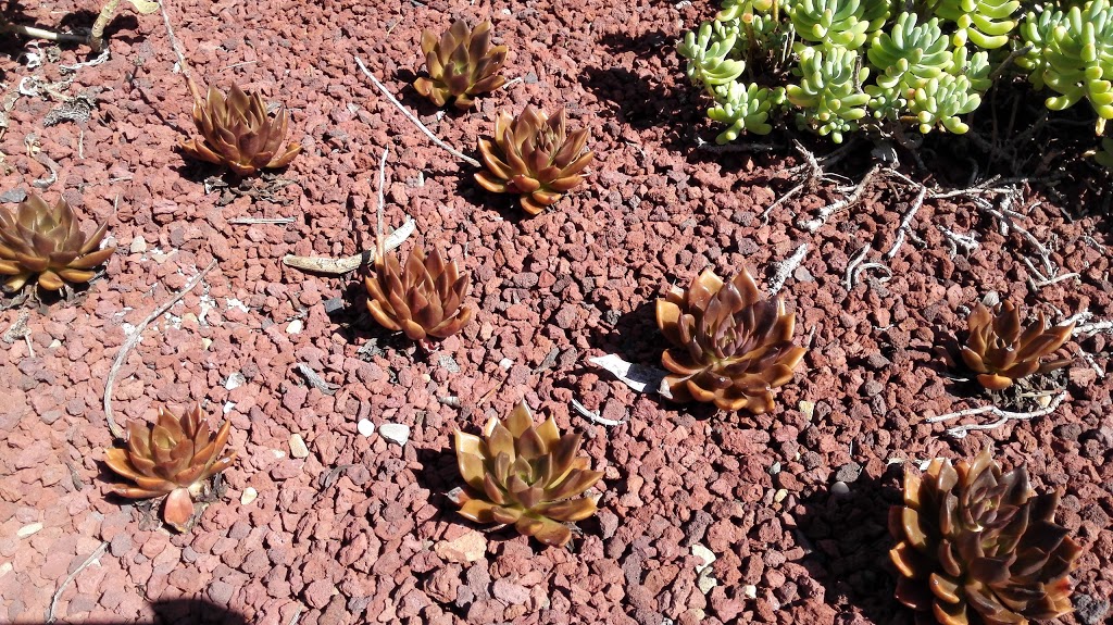 Succulent Garden | park | Friends of the Royal Botanic Gardens, Sydney NSW 2000, Australia | 0292318111 OR +61 2 9231 8111