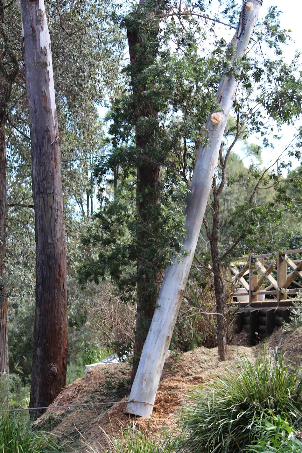 Hayden Tree Service | 11 Grn Hl Rd, Cooranbong NSW 2265, Australia | Phone: 0405 100 275