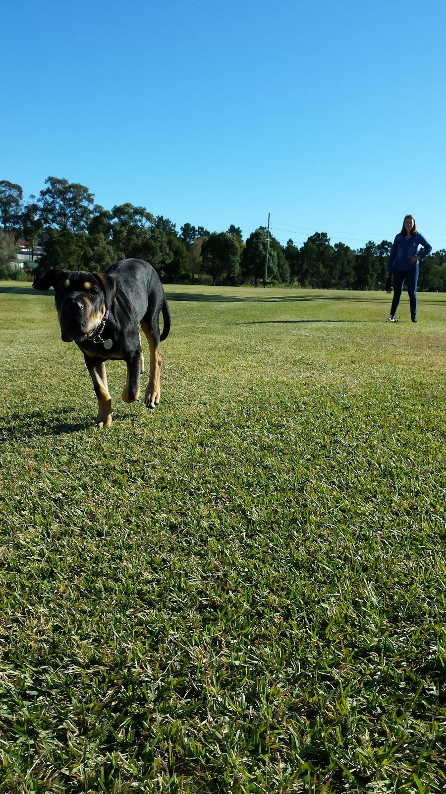 Wallsend Dog Off-Leash Area | park | 23/53 B53, Wallsend NSW 2287, Australia