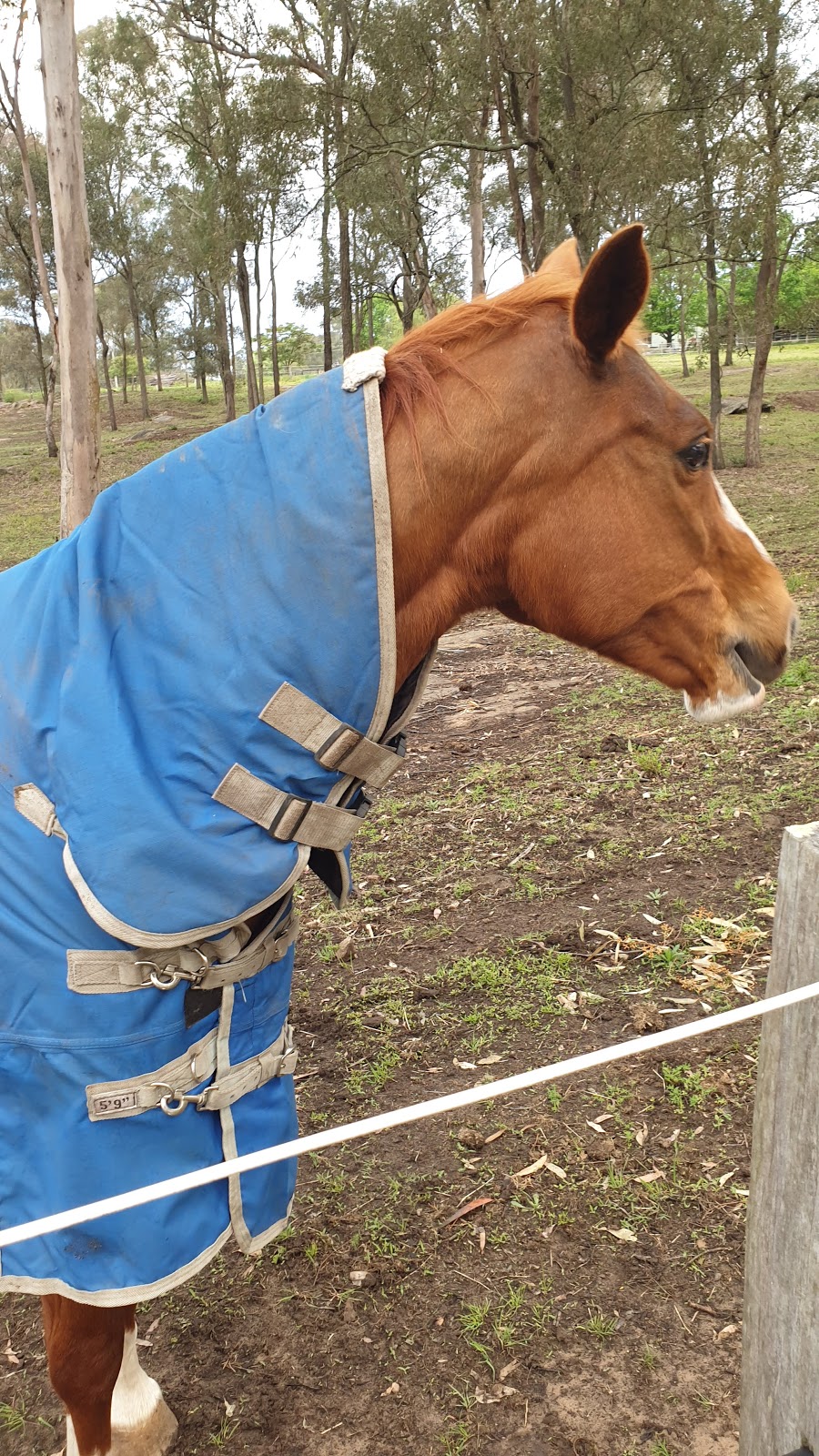 Maybelle Farm Equestrian Centre |  | 87 Ebenezer Wharf Rd, Ebenezer NSW 2756, Australia | 0416110258 OR +61 416 110 258