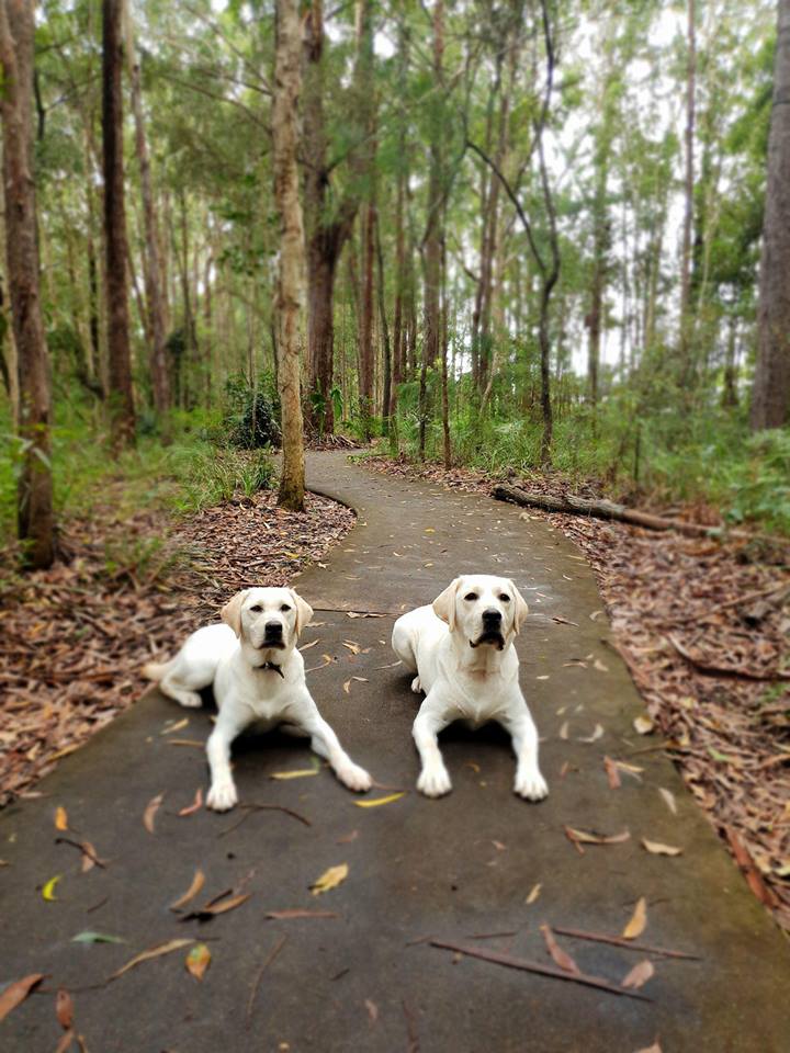K9 Tales: Training and Assistance Dogs |  | Mooloolah Meadows Dr, Mooloolah Valley QLD 4553, Australia | 0478600379 OR +61 478 600 379