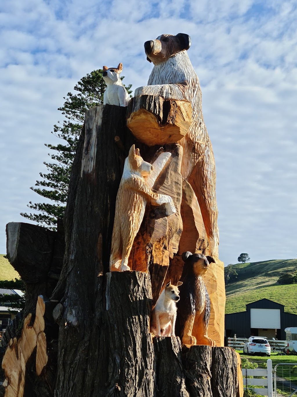 Toora Dog Tree | museum | 5271-5297, S Gippsland Hwy, Toora VIC 3962, Australia