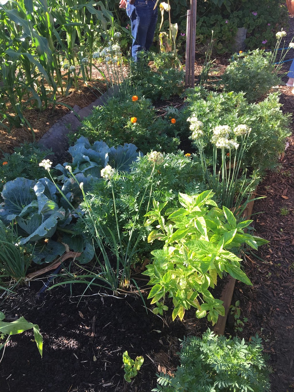 Lalor Park Community Garden | Parkside Dr, Lalor Park NSW 2147, Australia