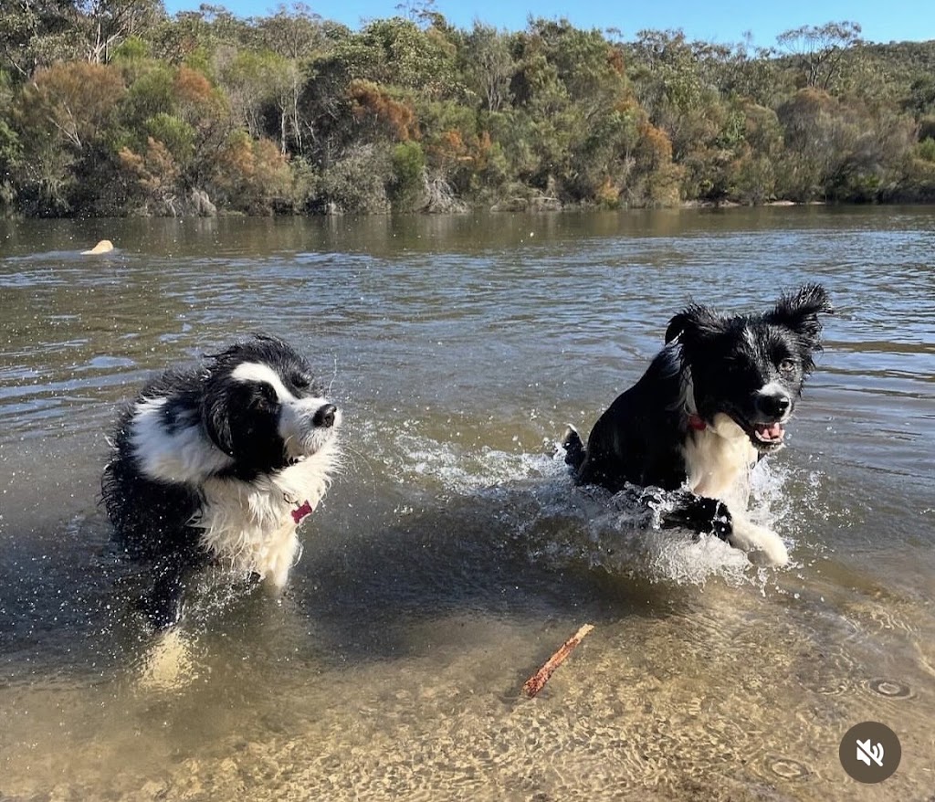 Wags Petcare | Cromer Rd, Cromer NSW 2099, Australia | Phone: 0426 171 191