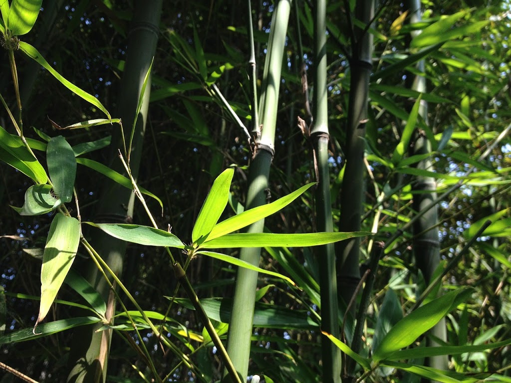 Gracilis Bamboo Sydney | park | 39 Hutchins Cres, Kings Langley NSW 2147, Australia | 0425317395 OR +61 425 317 395