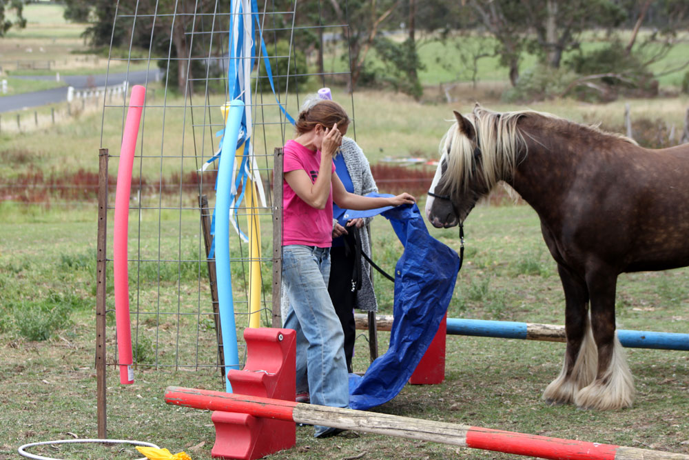 Surrey Springs Gypsy Cobs | 713 Albert River-Welshpool Rd, Binginwarri VIC 3966, Australia | Phone: (03) 5185 1204