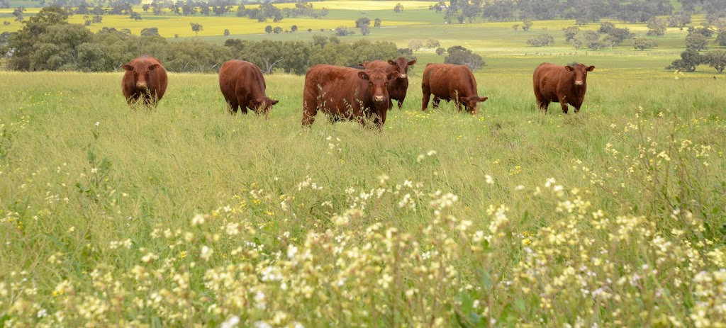 Dandaragan Organic Beef |  | 3377 Dandaragan Rd, Dandaragan WA 6507, Australia | 0437707630 OR +61 437 707 630