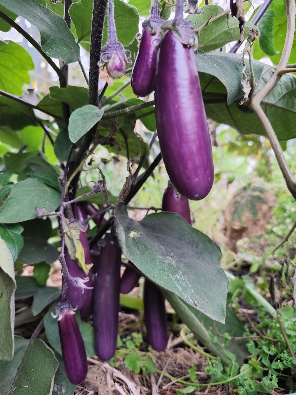 Apollo Bay Community Garden | Apollo Bay VIC 3233, Australia | Phone: 0402 474 375