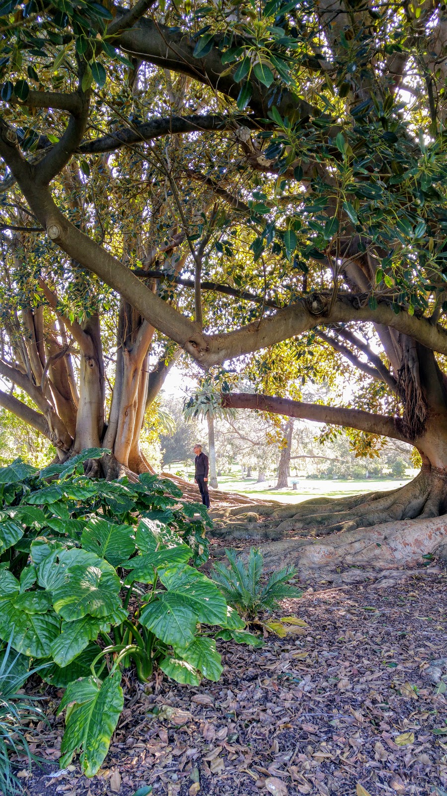Botanical Gardens | Warrnambool VIC 3280, Australia | Phone: (03) 5559 4800