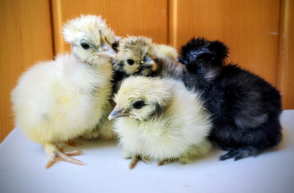 Aussie Chook Co | Dayboro QLD 4521, Australia | Phone: 0419 366 405