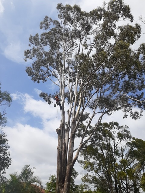 our tree service | 715 King St, Caboolture QLD 4510, Australia | Phone: 0435 445 878