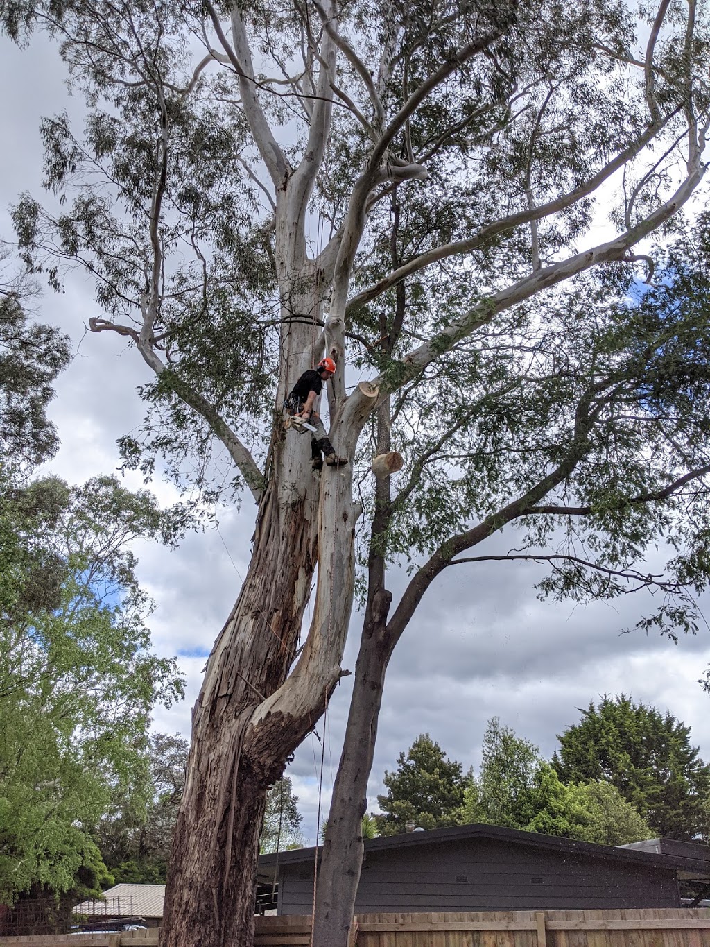 Gippsland Arboriculture Specialists | 45 Whitelaw Ct, Rawson VIC 3825, Australia | Phone: 0403 080 315