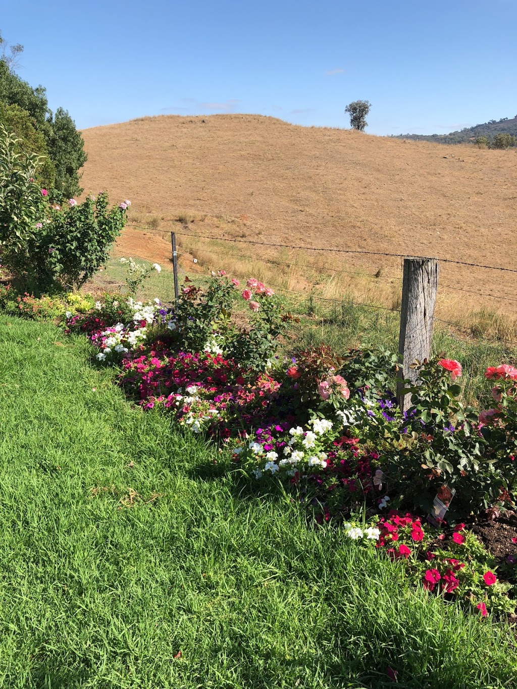 The Country Cottage Gardens | park | 137 Barraba Station Rd, Barraba NSW 2347, Australia | 0487306048 OR +61 487 306 048