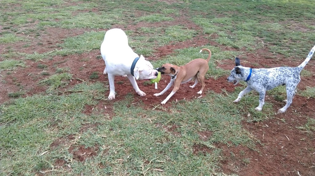 Renmark Dog Park | park | 11/19 Cook St, Renmark SA 5341, Australia