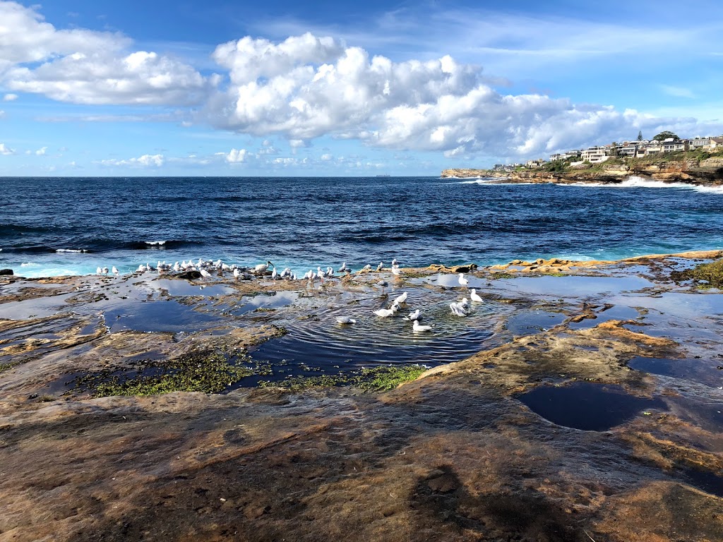 South Coogee Wetlands | park | South Coogee NSW 2034, Australia | 1300722542 OR +61 1300 722 542