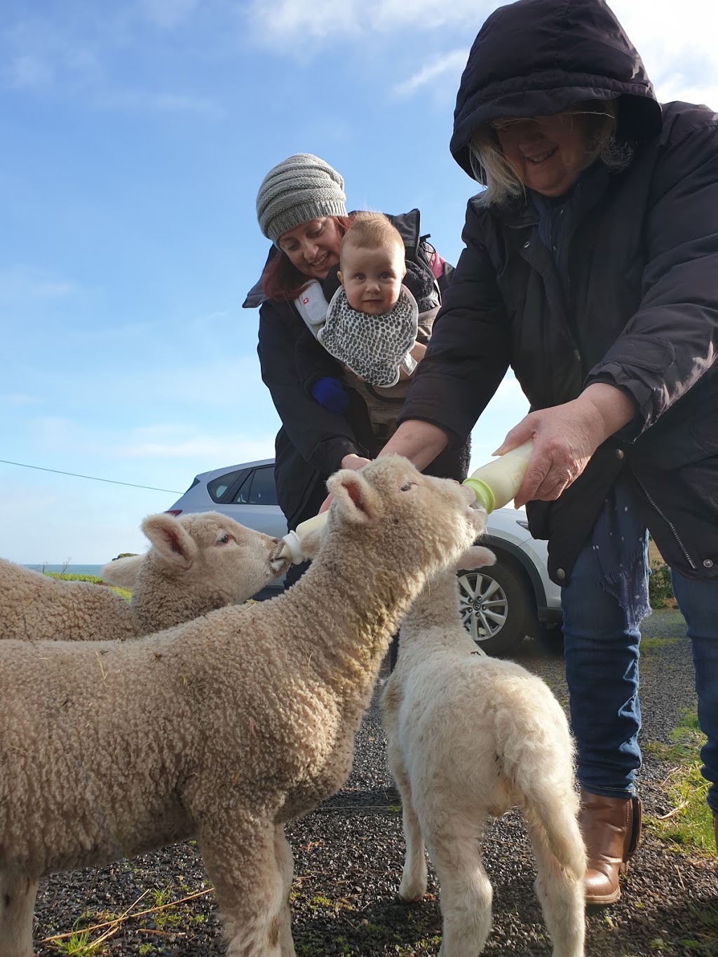 Farmlet By The Sea | 224 Main Rd, Penguin TAS 7316, Australia | Phone: 0407 818 907