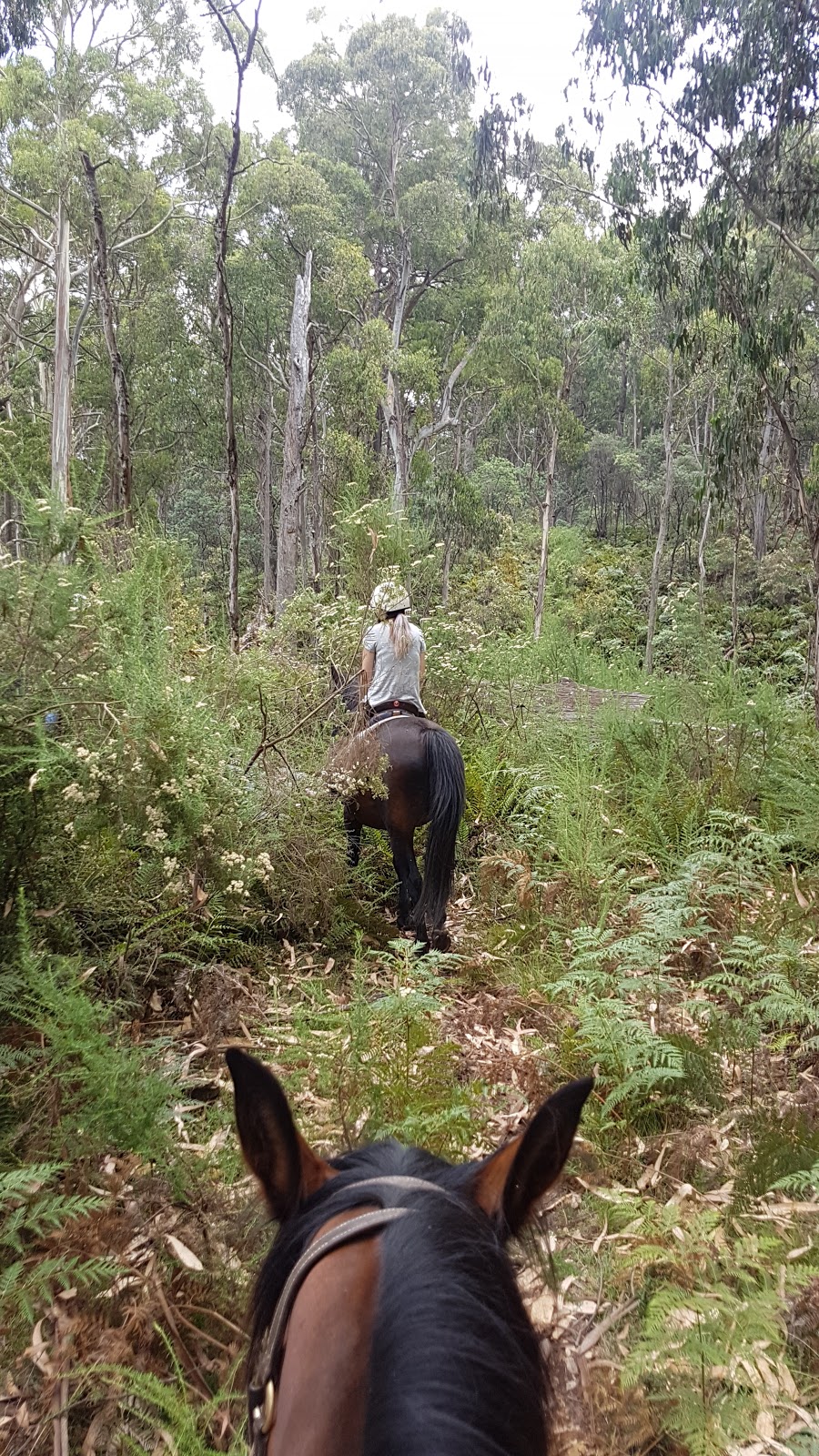 Hidden Trails by Horseback | 462 Bunstons Rd, Tolmie VIC 3723, Australia | Phone: (03) 5776 9867