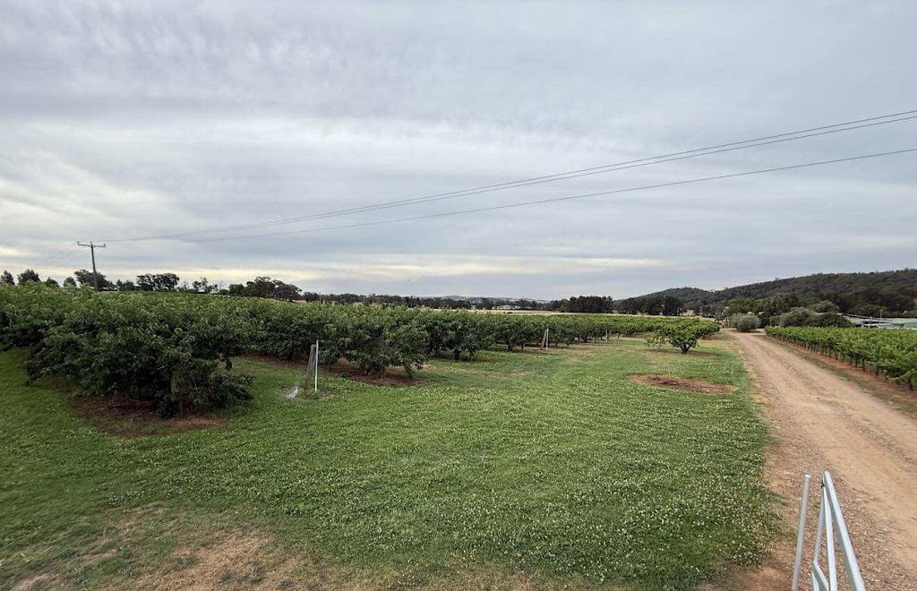 Mullers Cherries Mudgee | 95 Eurunderee Ln, Eurunderee NSW 2850, Australia | Phone: 0417 280 008