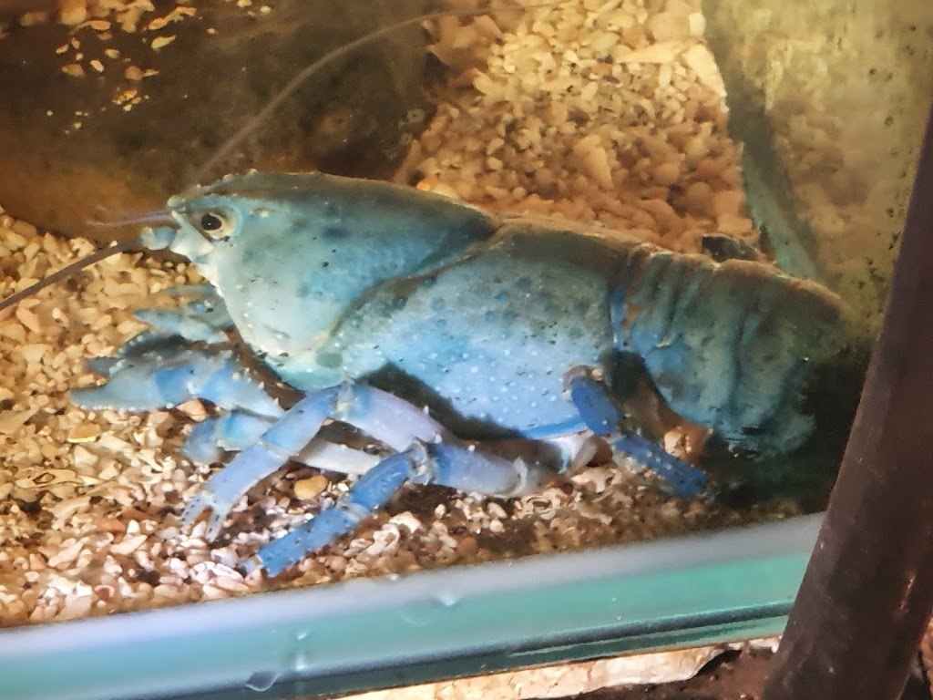 Lobster Ponds | tourist attraction | 241 Robin Hill Rd, Flowerdale TAS 7325, Australia | 0458420006 OR +61 458 420 006