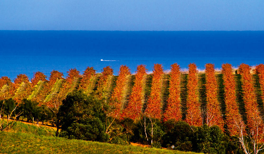 Mclaren Vale Wine Tours | 120 Sand Rd, McLaren Vale SA 5171, Australia | Phone: 0401 728 804