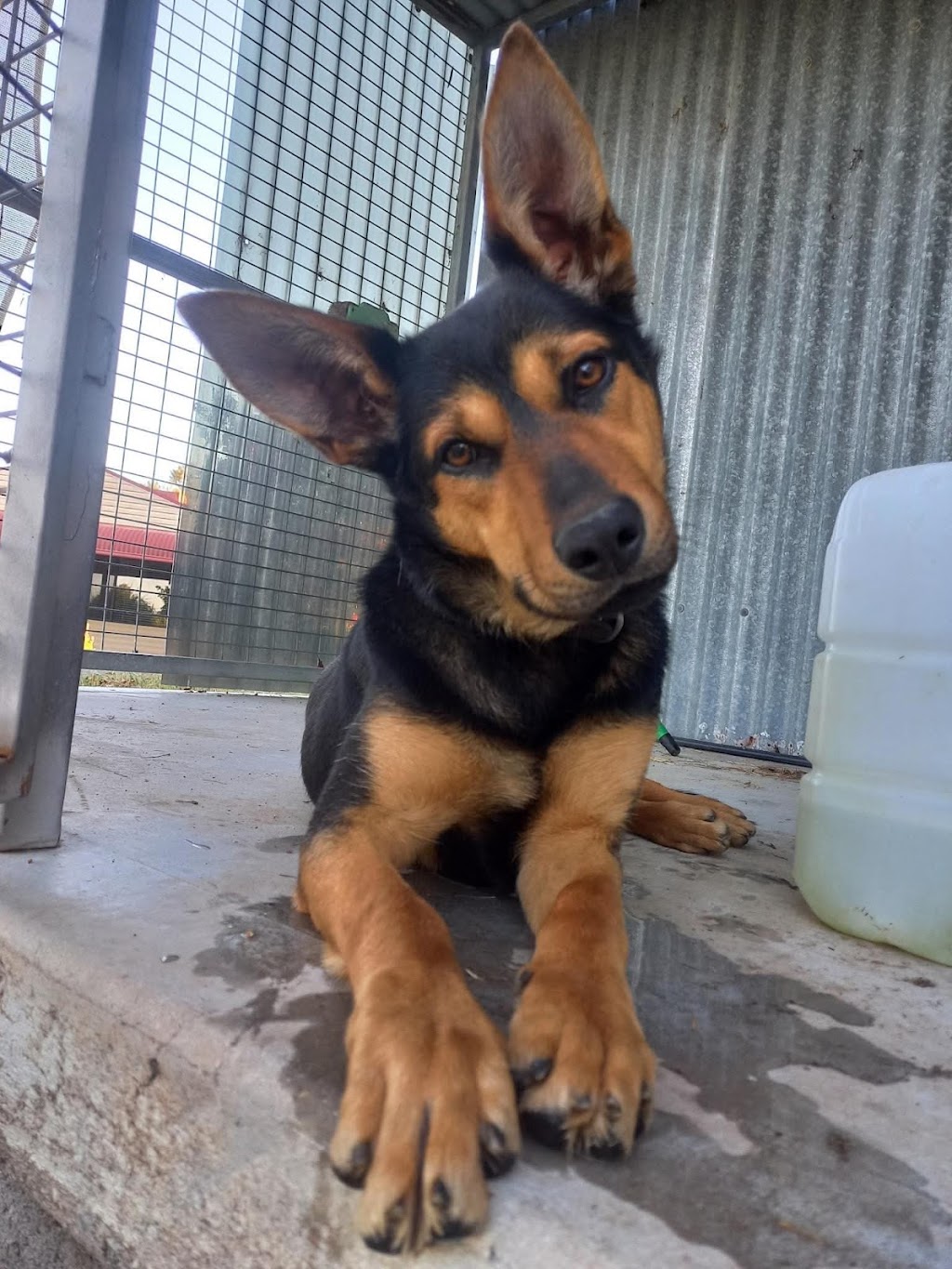 One on one Dog Boarding | Greenwood Rd, Gerogery NSW 2642, Australia | Phone: 0423 154 463