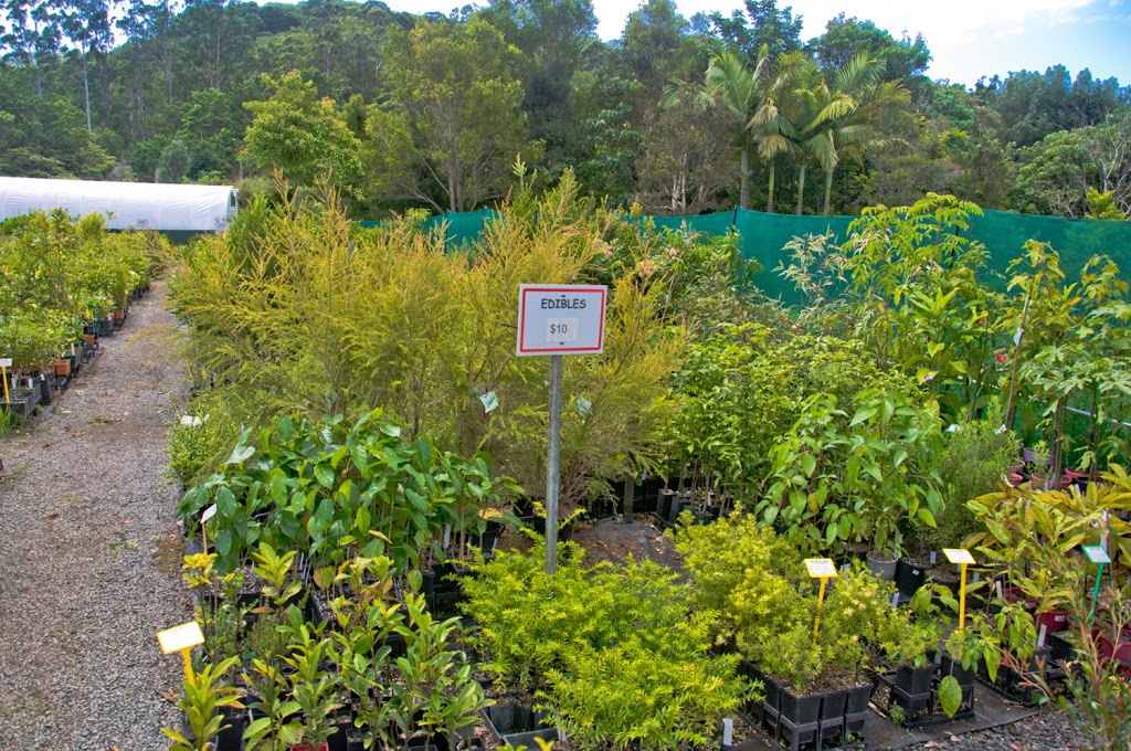 Burringbar Rainforest Nursery | store | 380 Burringbar Rd, Upper Burringbar NSW 2483, Australia | 0266771088 OR +61 2 6677 1088