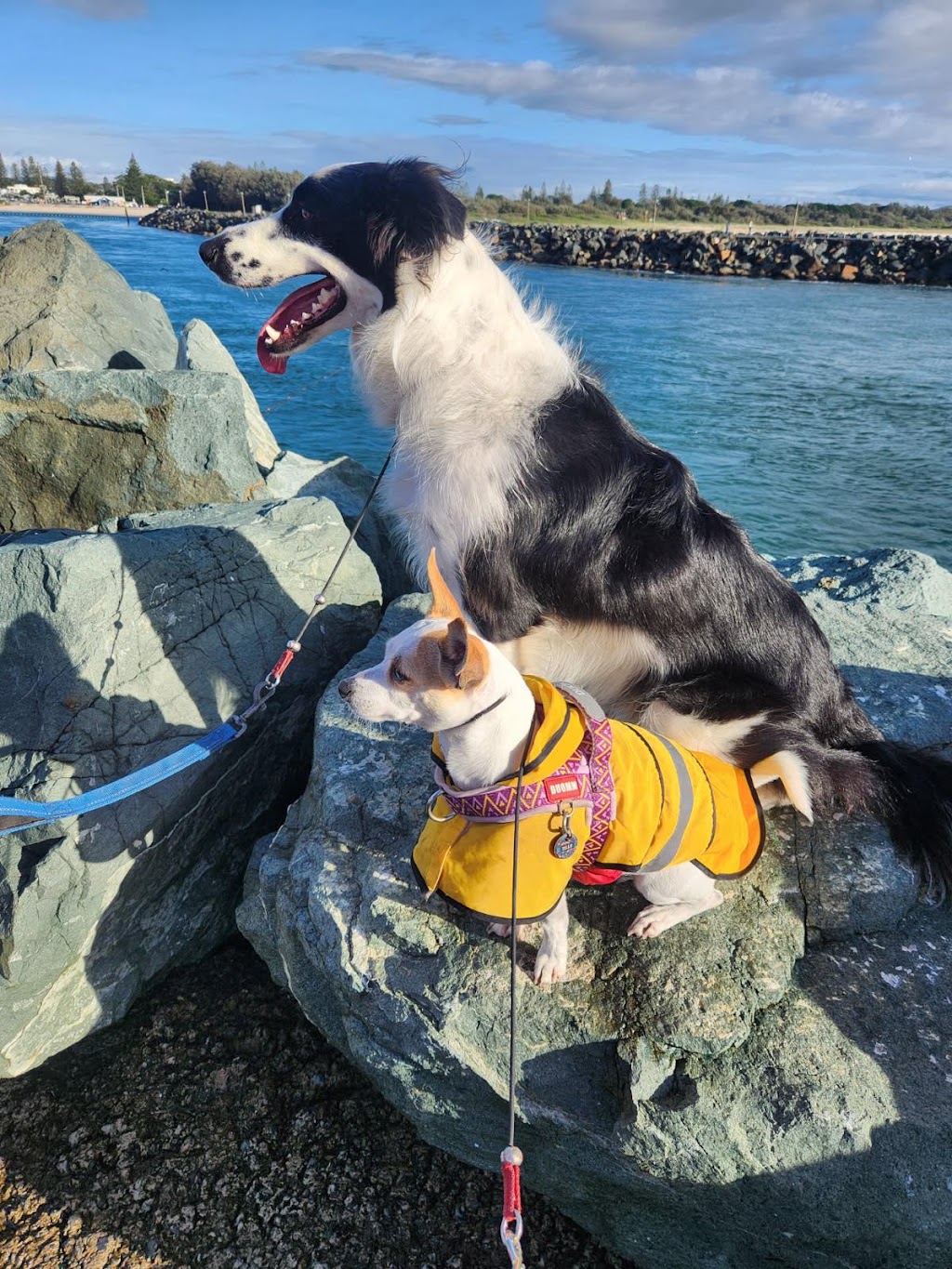Debs Dog Training | Failford NSW 2430, Australia | Phone: 0494 551 882