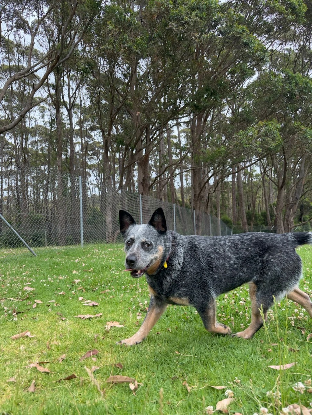 Dogdayz Dog Boarding - Lysterfield | 32 Powells Rd, Lysterfield VIC 3156, Australia | Phone: (03) 9752 7273