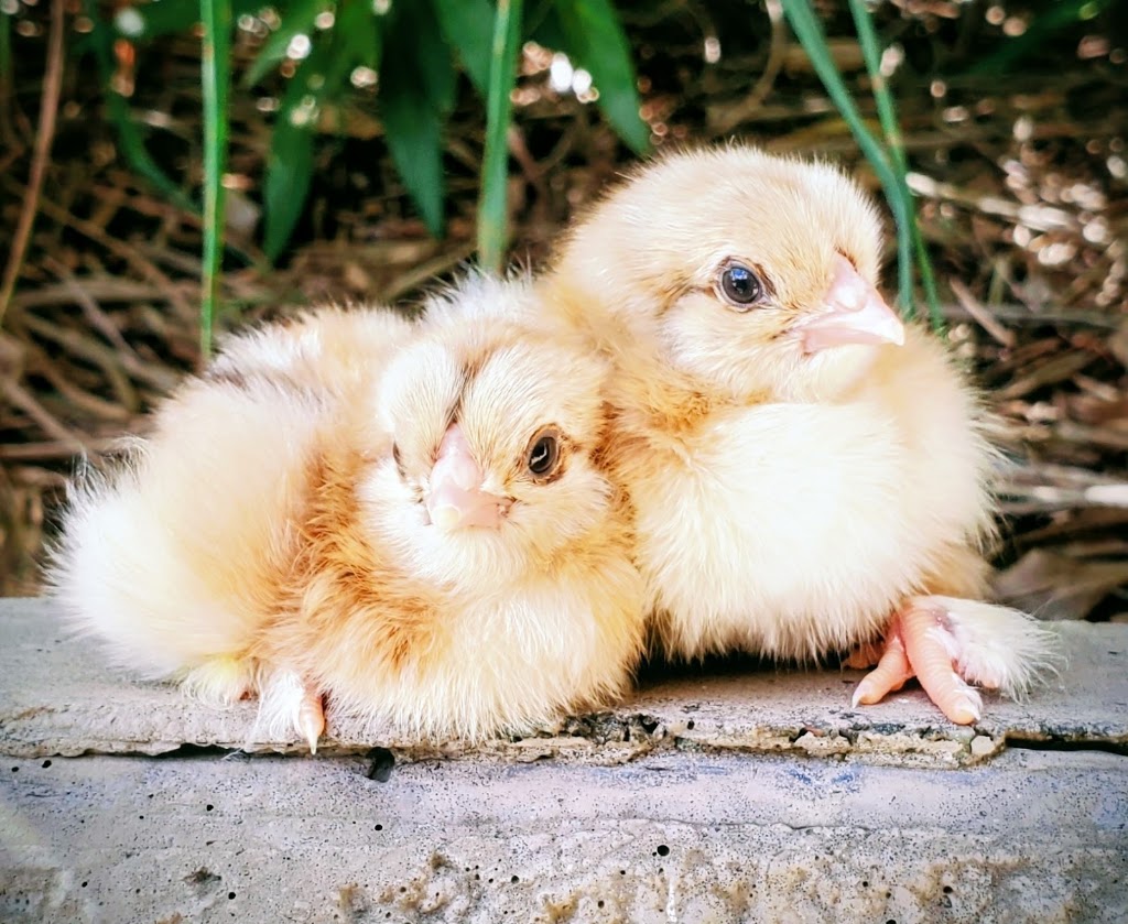 Aussie Chook Co | Dayboro QLD 4521, Australia | Phone: 0419 366 405