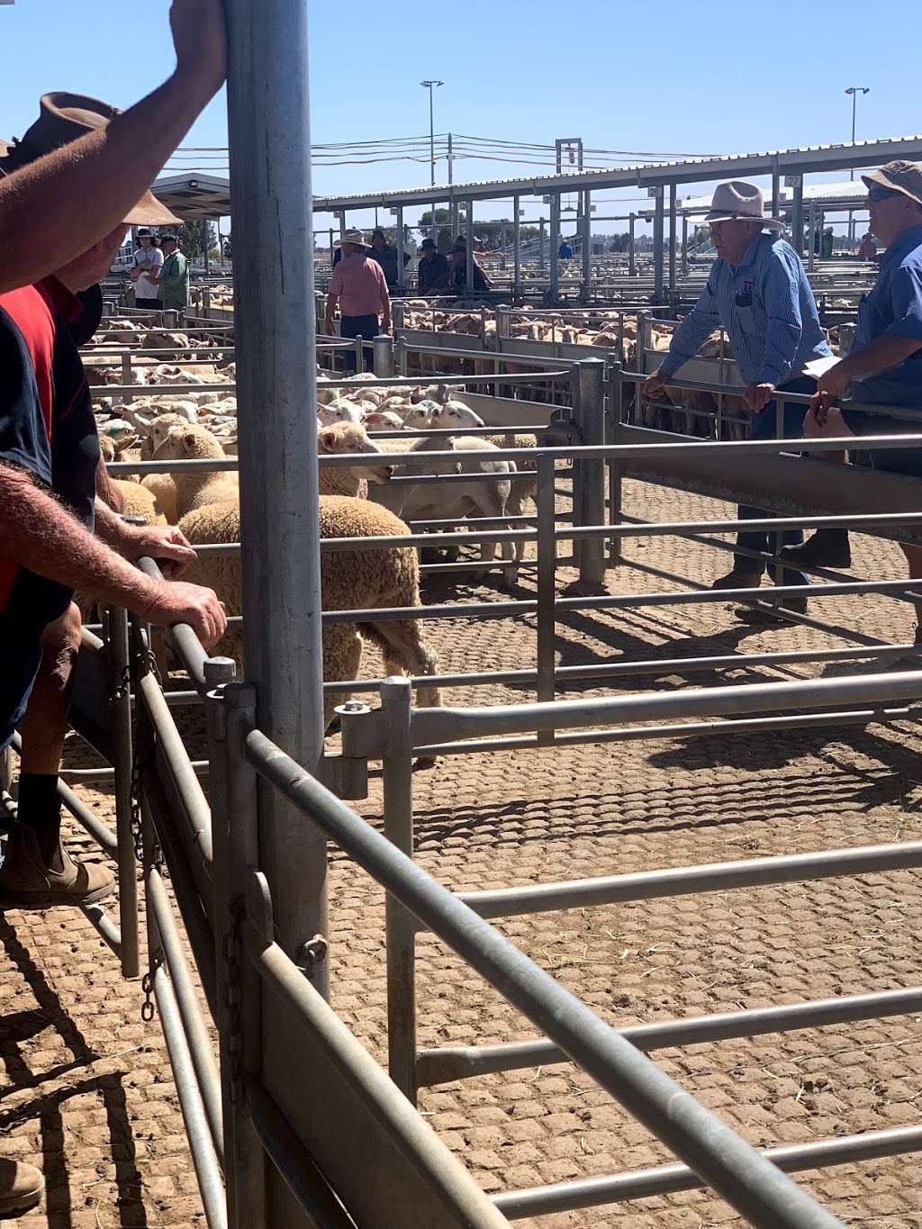 Forbes Central West Livestock Exchange | Back Yamma Rd, Daroobalgie NSW 2871, Australia | Phone: (02) 6853 3194