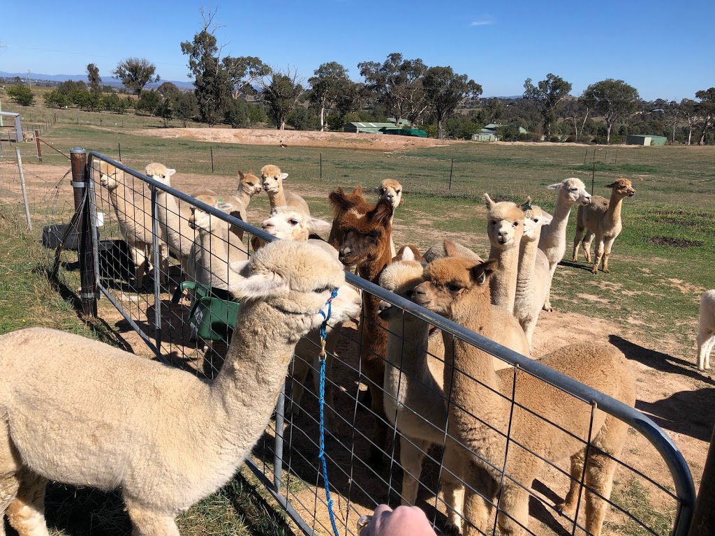 Goldview Alpaca Stud | food | 443 Fairy Hole Rd, Yass NSW 2582, Australia | 0431709771 OR +61 431 709 771