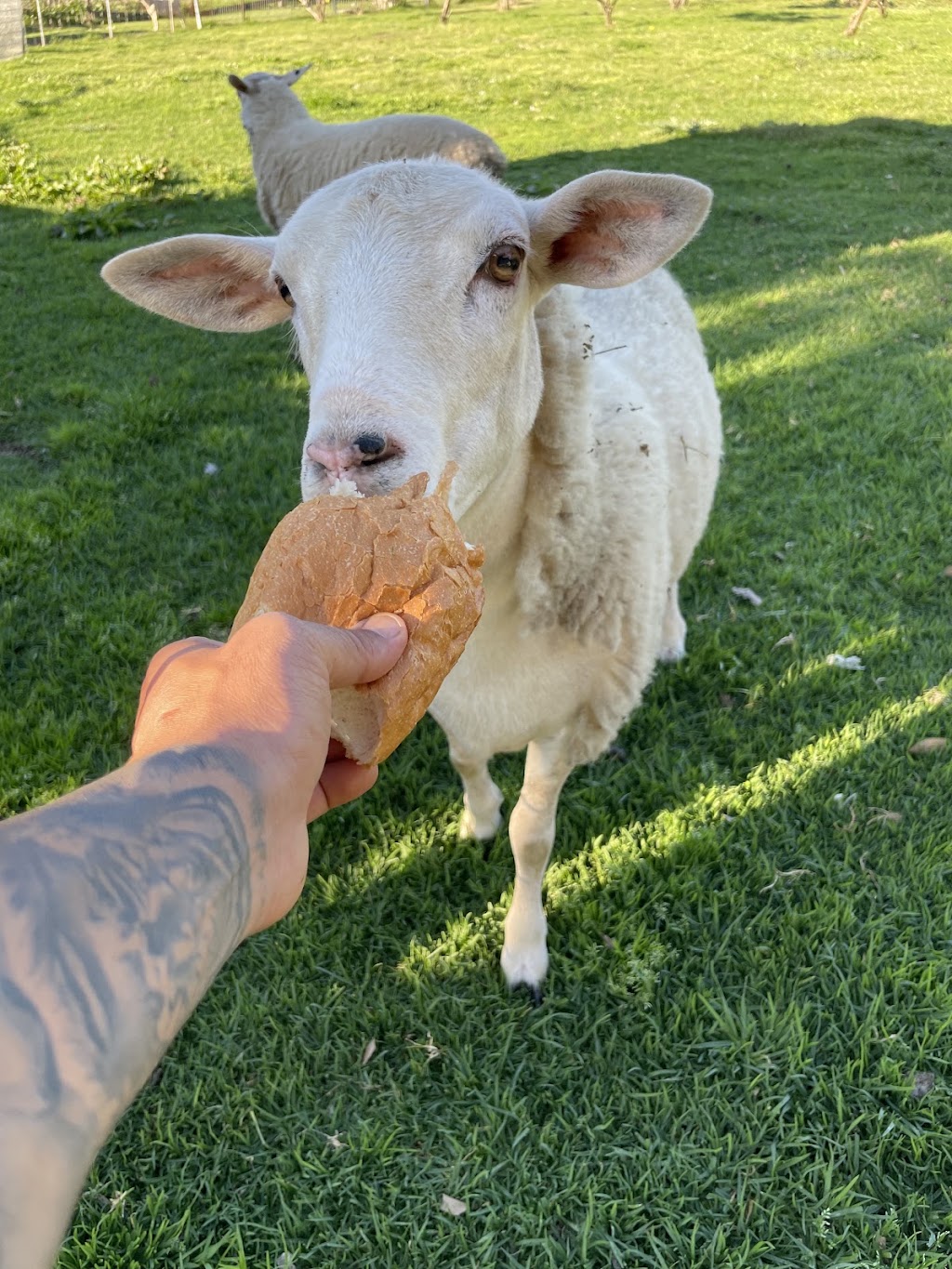Little Farm Friends | 128 Floribunda Rd, Kemps Creek NSW 2178, Australia | Phone: 0450 505 607