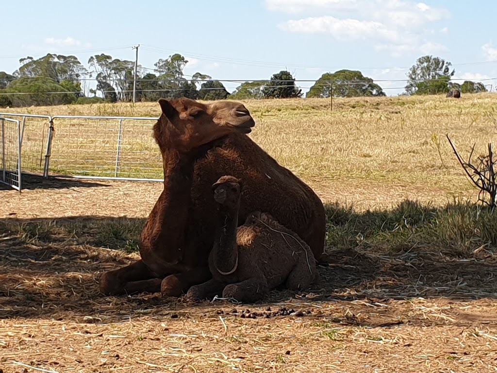 Camelot Camels | 36 Waugh Rd, Scrubby Creek QLD 4570, Australia | Phone: 0407 631 682