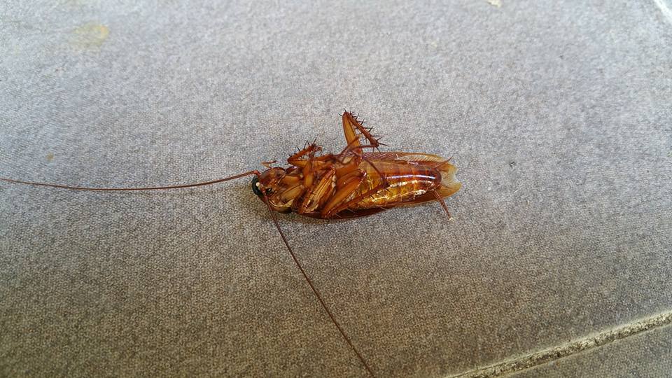 Pest Control Auburn and Termite Inspections Auburn | 23 New St, Auburn NSW 2144, Australia | Phone: 1300 082 552