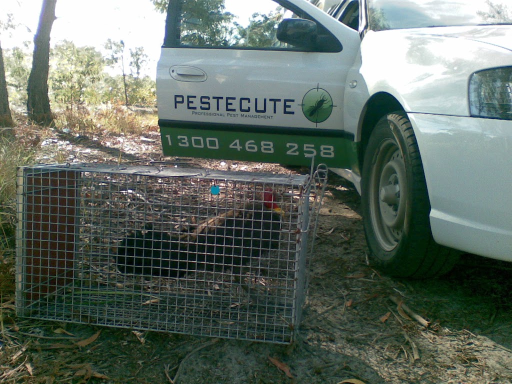 Pestecute | home goods store | 13 Omrah Ave, Caloundra QLD 4551, Australia | 0437238277 OR +61 437 238 277
