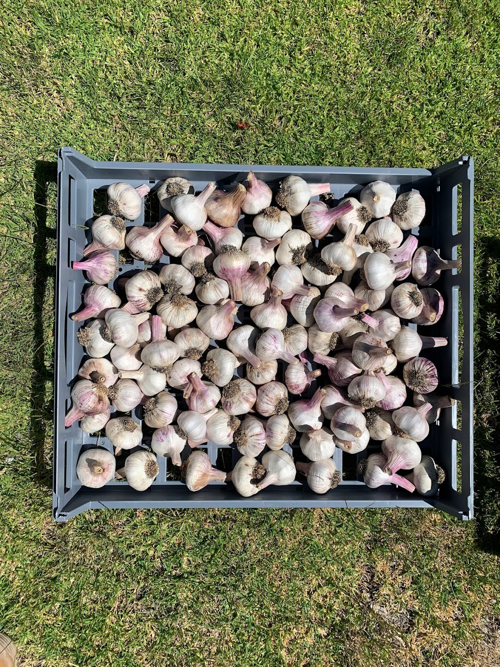Munns & Sons Garlic | 219 Nabaroo Rd, Cowalla WA 6503, Australia | Phone: 0427 207 902