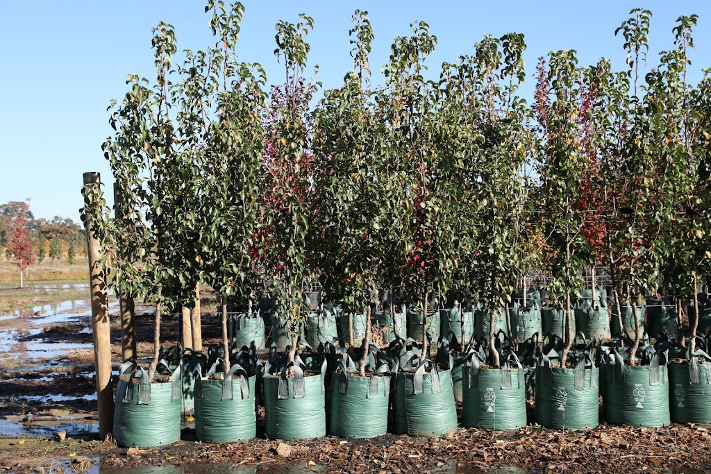 Arboretum Farm | 136 Evans Rd, Nathalia VIC 3638, Australia | Phone: 0428 741 634