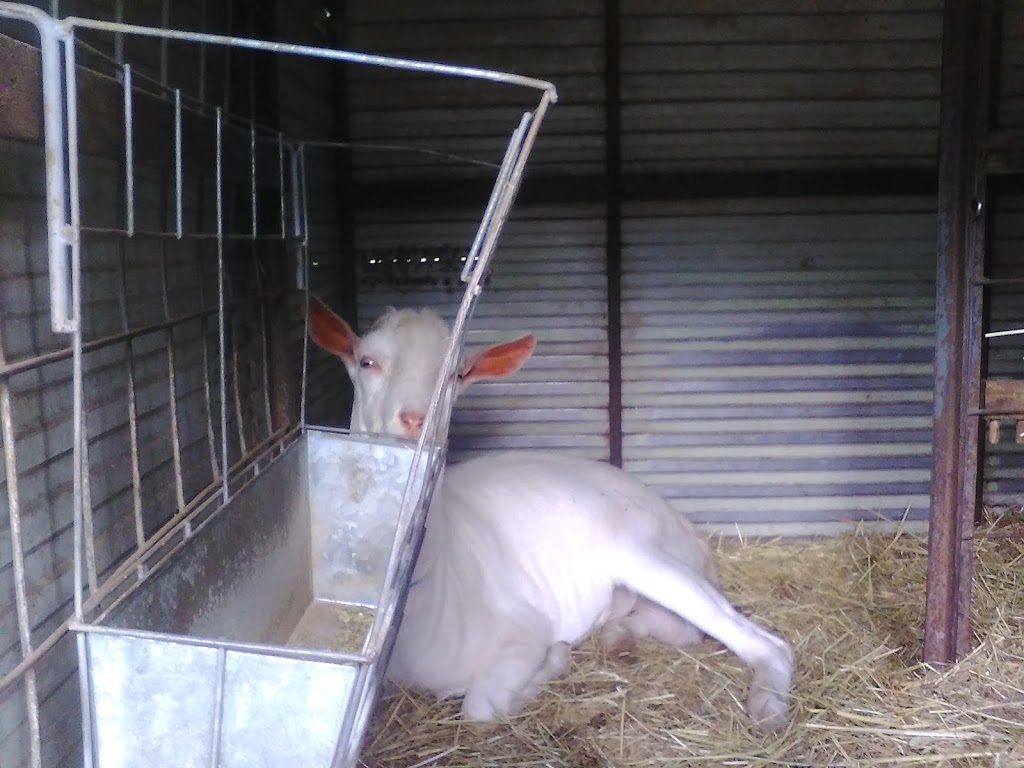 Dairy Goat Society of Australia Tasmanian Branch | 195 Hydehurst Rd, Lachlan TAS 7140, Australia | Phone: 0407 537 692