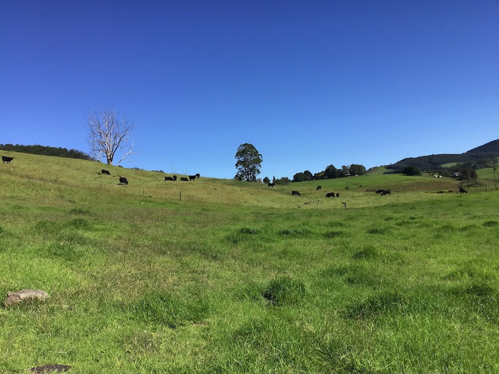 Tandara Angus Stud | 31 Paddys Plains Rd, North Dorrigo NSW 2453, Australia | Phone: (02) 6657 5275